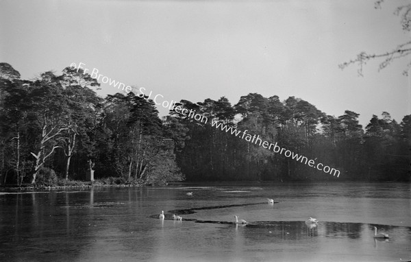 SWAN ON FROZEN LAKE TREE